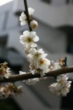 Prunus mume 'Omoi-no-mama' RCP2-2014 006.JPG